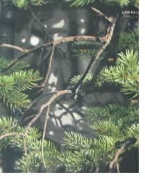 Vanish Camo In-Stock 2008